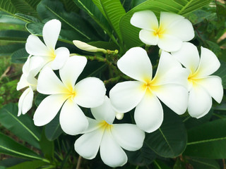 Fototapeta na wymiar flower in garden frangipani