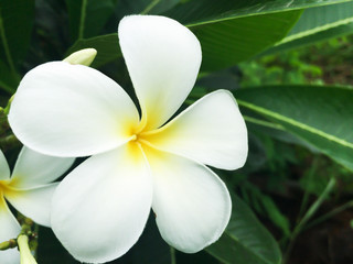 Fototapeta na wymiar flower in garden frangipani