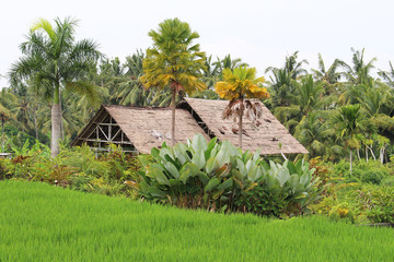 Fototapeta na wymiar Bali Rice Fields, Indonesia