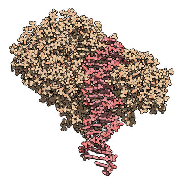 FokI restriction endonuclease enzyme. 