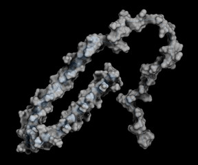 Alpha-synuclein protein. 