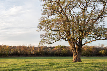 Obraz premium großer Baum auf einer Wiese in Abendstimmung