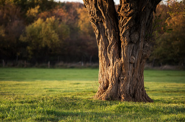 dicker Baumstamm in der Abendsonne