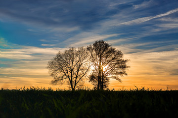 Obraz na płótnie Canvas zwei Baumsilhouetten vor blau-orangen Himmel