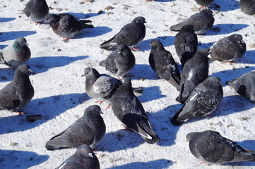 Pigeons in the snow