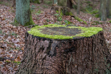Fototapeta premium Kreis aus Moos auf einem Baumstumpf im Wald
