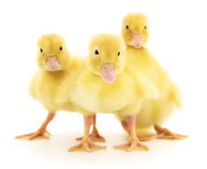 Three yellow ducklings.
