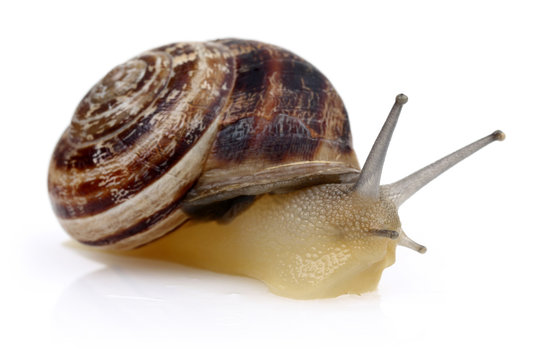 Snail