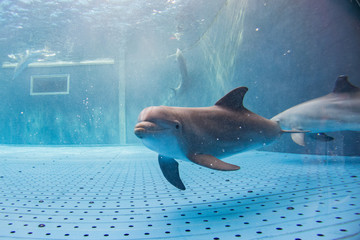 aquarium dauphin sous l& 39 eau vous regarde