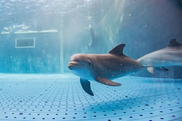 Crédence de cuisine en verre imprimé Dauphin aquarium dauphin sous l& 39 eau vous regarde