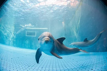 Crédence de cuisine en verre imprimé Dauphin aquarium dauphin sous l& 39 eau vous regarde