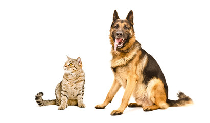 German Shepherd and cat Scottish Straight