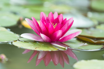 Pink water lily Nymphaea Masaniello among green leaves © Shchipkova Elena