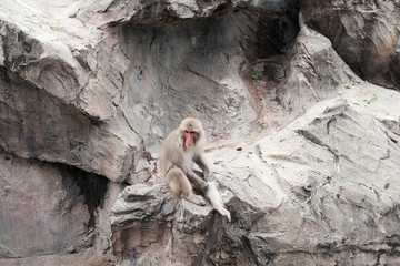 A japanese monkey