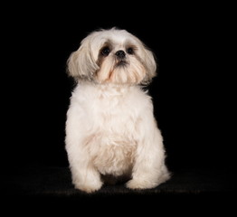 Shih-Tzu en studio sur fond noir