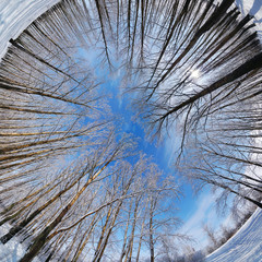 Panorama of winter forest