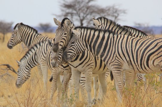 Burchell's Zebra - African Wildlife Background - Loving one and all