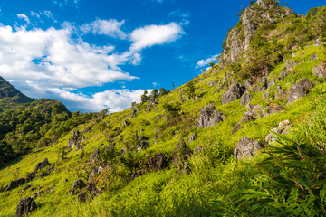 Summer landscape in the mountains. Green forest