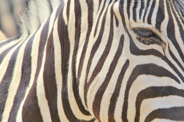 Fototapeta na wymiar Zebra Portrait - African Wildlife Background - Stripes of an Icon
