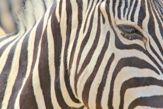 Zebra Portrait - African Wildlife Background - Stripes of an Icon