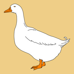 goose white vector illustration