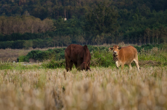 cows were eating in the rice field