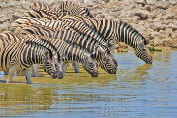 Fototapeta na wymiar Zebra Background - Bliss and Pleasure in Nature