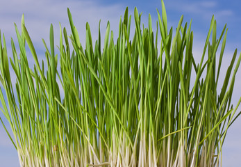  green grass with blue sky background