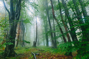Beautiful colorful foggy forest scene in the Croatian Plitvice National Park 
