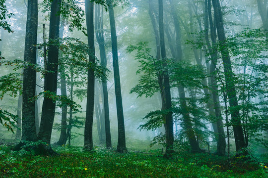 Beautiful foggy forest scene in the Croatian Plitvice National Park 