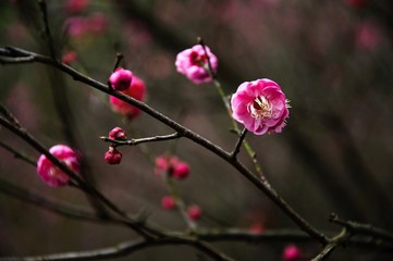 Fototapeta na wymiar The beautiful plum blossom in winter