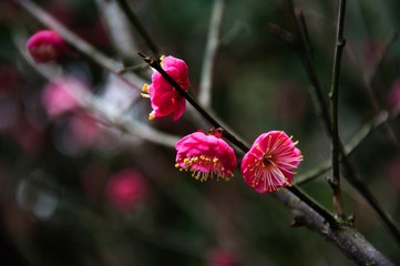 The beautiful blooming plum blossom in garden