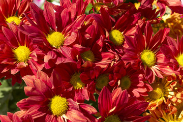red chrysanthemum in the sun, close up