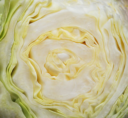 The profile of cabbage