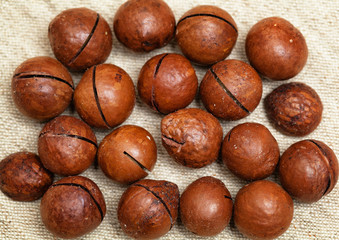 macadamia nuts with a very strong shell