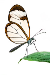 Naklejka premium Glasswing butterfly isolated