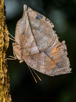 Indian leafwing butterfly