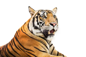 Papier Peint photo Tigre Tigre de Sibérie isolé