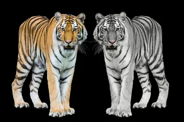 Photo sur Plexiglas Tigre Young sumatran tiger