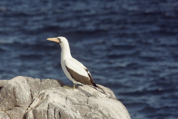 Nazca booby overlooking the ocean. Selective focus on the bird, the background is out of focus