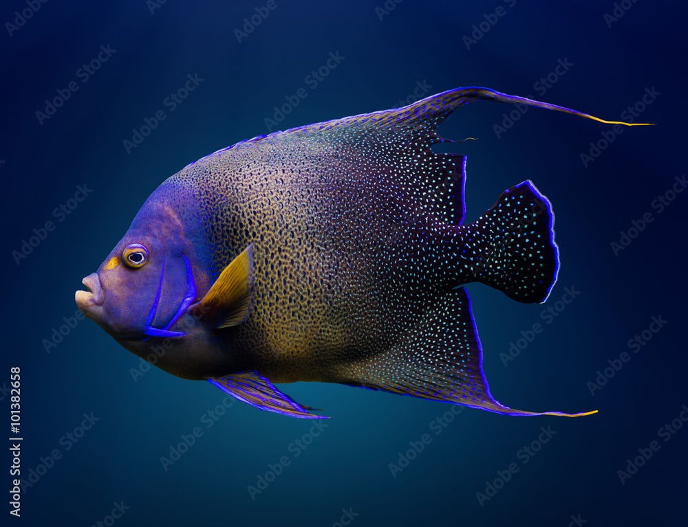 Wall mural Adult Koran angelfish