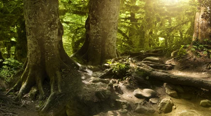 Fotobehang Zomer fantastically beautiful, mysterious, forest