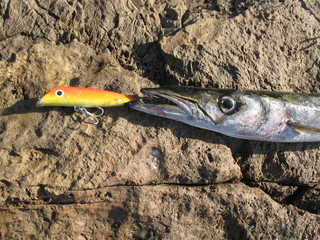 Barracuda a spinning