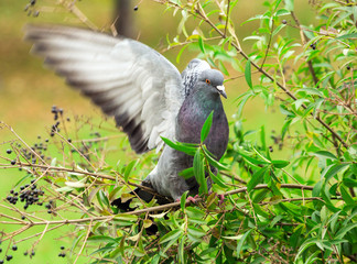 Dove bird on a branch