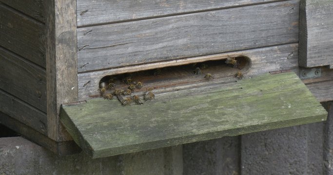 Wooden Beehive, Bees,Slot, Closeup