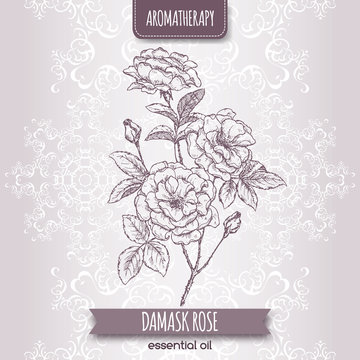 Rosa damascene aka Damask rose sketch 