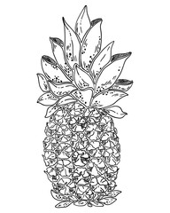 Pineapple fruit. Vector black and white illustration.