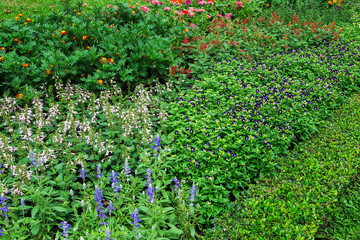 Fototapeta na wymiar Colorful flowers in the gardens.