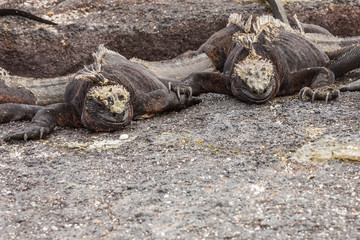 Pair of marine iguanas looking at the same void. Selective focus on the head of the animal, background is out of focus