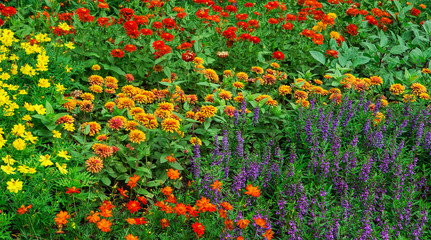 Colorful flowers in the gardens.